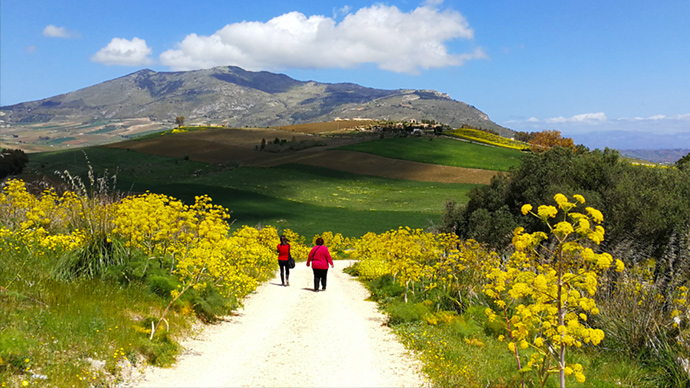 Walking among wild fennel in the Sciilian countryside in spring. Walking among wild fennel in the Sciilian countryside in spring.