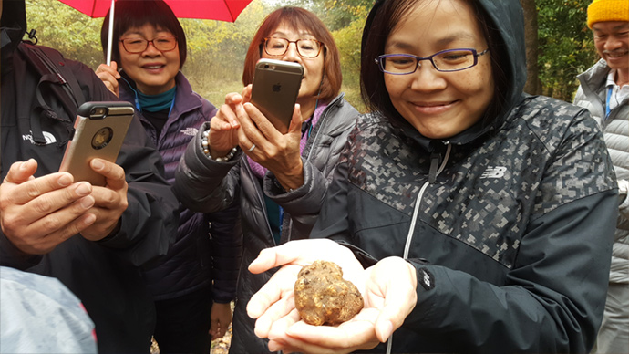 Claudine finds a large truffle in the Piedmontese countryside Claudine finds a truffle