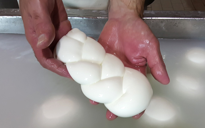Making mozzarella Making mozzarella